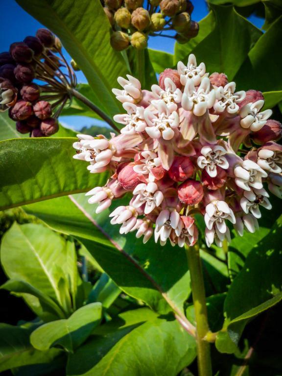 Il Giardino Delle Farfalle Valgioie Kültér fotó