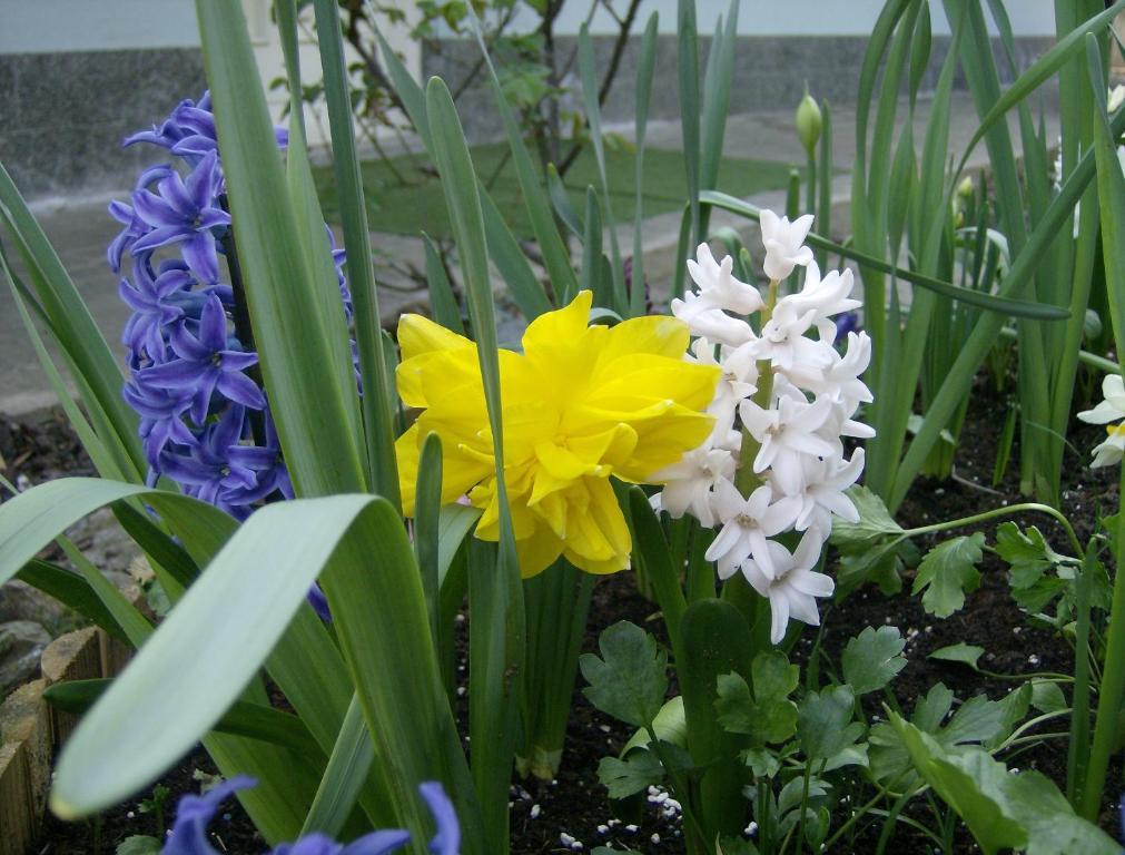 Il Giardino Delle Farfalle Valgioie Kültér fotó